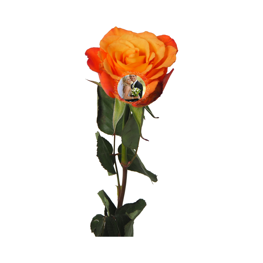 Personalized Preserved Rose with Photo & Message