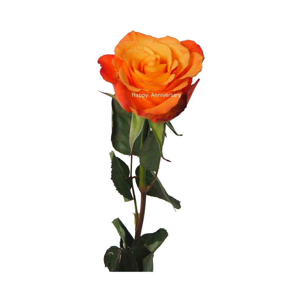 Personalized Preserved Rose with Photo & Message