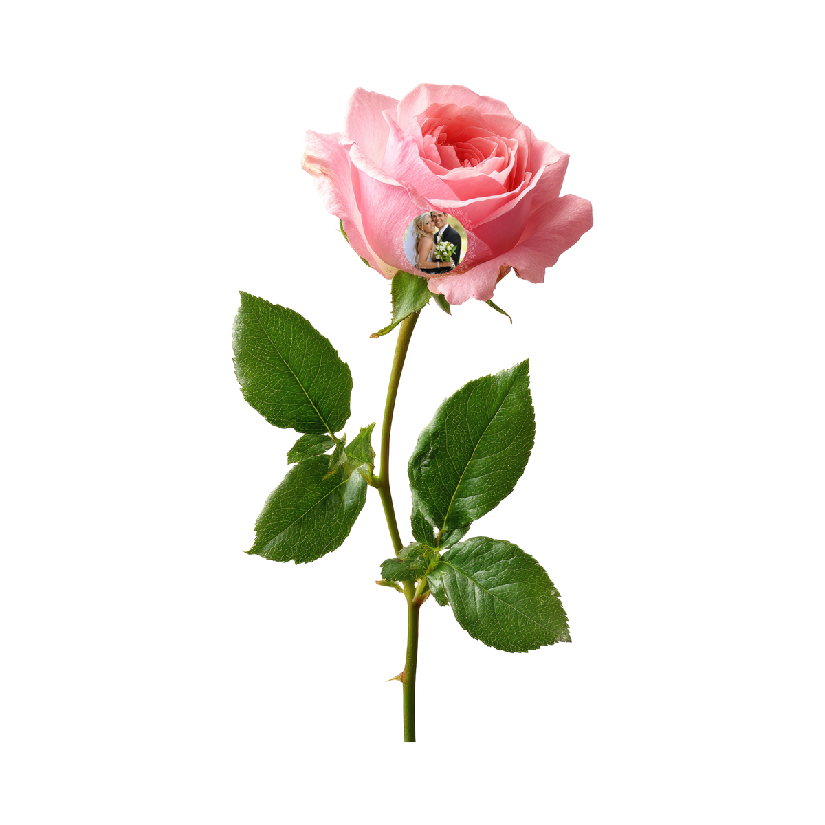 Personalized Preserved Rose with Photo & Message