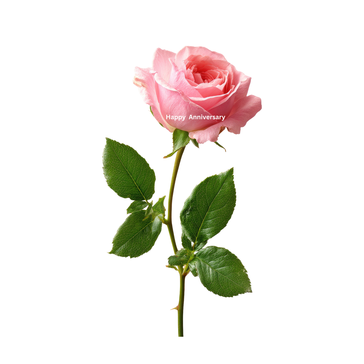 Personalized Preserved Rose with Photo & Message